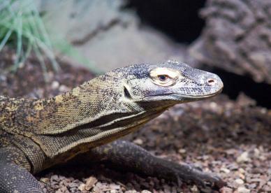 wilderness scene picture realistic komodo dragon  