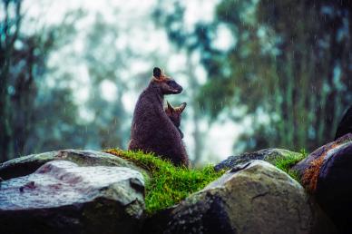 wilderness scenepicture elegant kangaroo wallaby animals