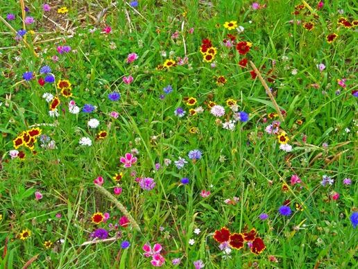 wildflowers