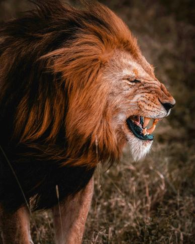 wildlife backdrop picture contrast   lion roar