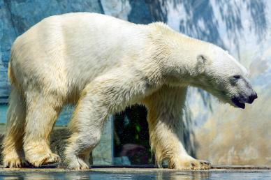 wildlife backdrop picture dynamic walking polar bear 