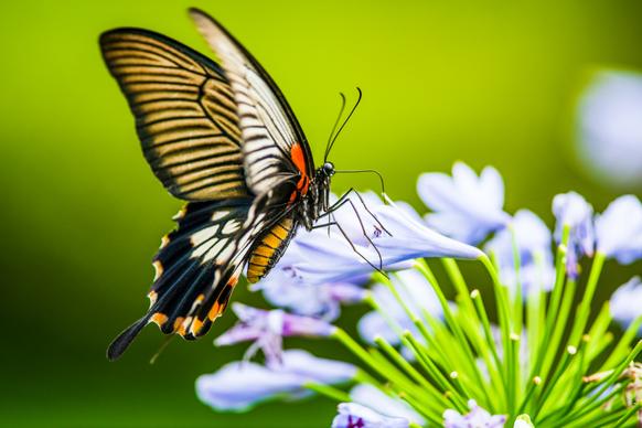 wildlife backdrop picture elegant butterfly perching flower closeup 