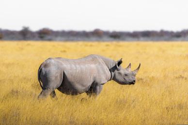 wildlife backdrop picture rhino meadow scene