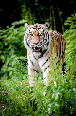 wildlife picture aggressive tiger 