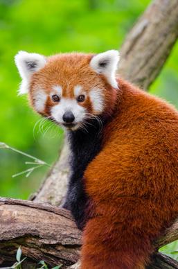 wildlife picture backdrop cute red panda closeup