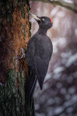 wildlife picture closeup contrast  perchign woodpecker scene