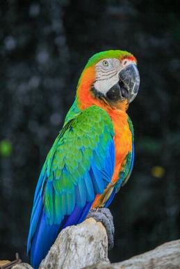wildlife picture closeup perching macaw bird 