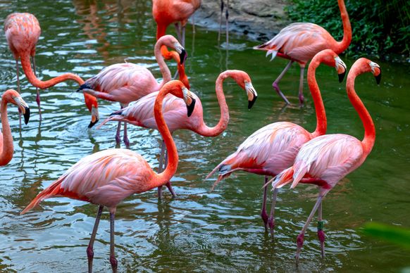 wildlife picture crowded flamingo flock river scene