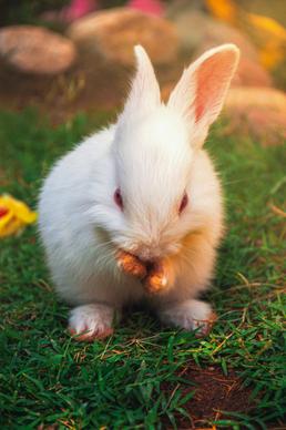 wildlife picture cute  bunny closeup