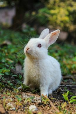 wildlife picture cute bunny closeup
