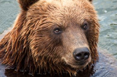 wildlife picture cute closeup bear face swimming