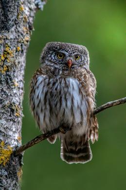 wildlife picture cute closeup perching owl