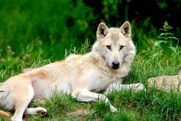 wildlife picture cute relaxing wolf