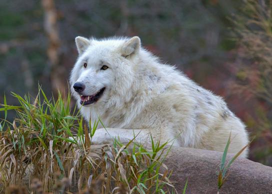 wildlife picture cute resting wolf 