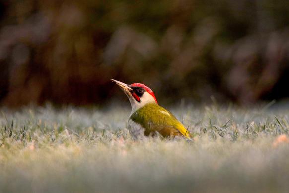 wildlife picture cute woodpecker meadow closeup