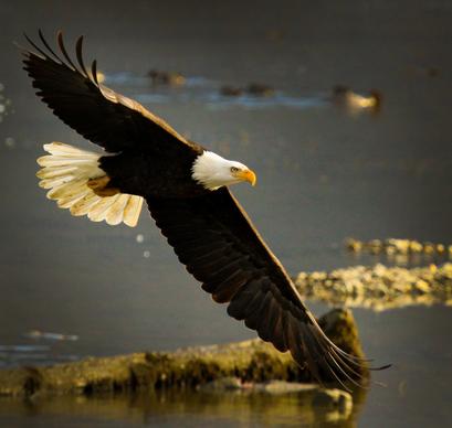 wildlife picture dynamic flying eagle 