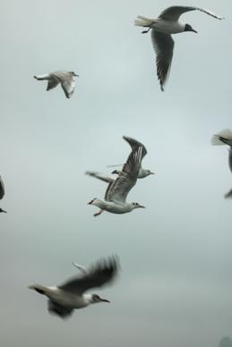 wildlife picture dynamic flying seagulls flock