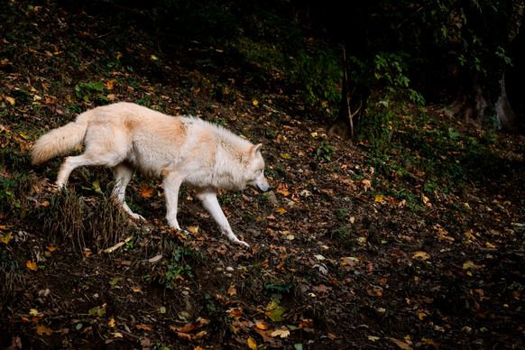 wildlife picture dynamic walking wolf dark jungle