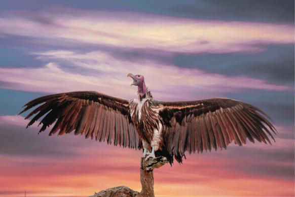 wildlife picture dynamic winged perching vulture twilight scene 