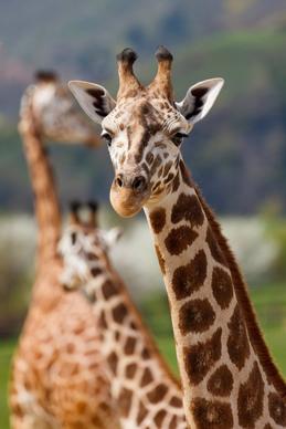 wildlife picture giraffe face closeup
