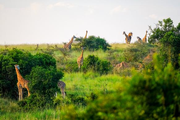 wildlife picture giraffe herd meadow scene 