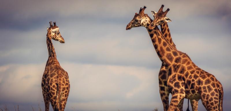 wildlife picture giraffe herd sky scene 