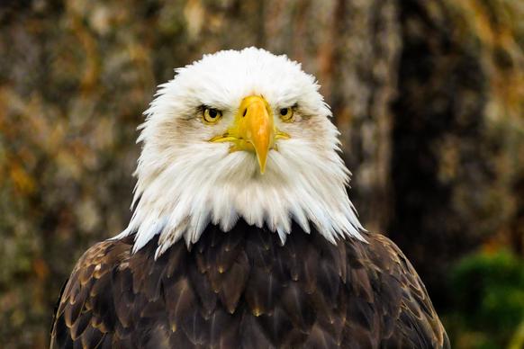 wildlife picture looking eagle face