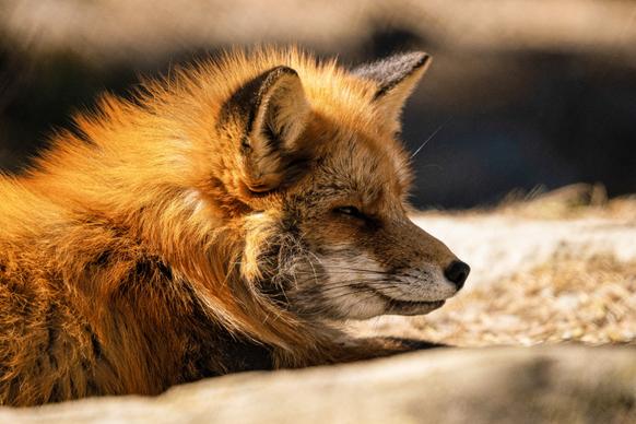 wildlife picture lying fox closeup