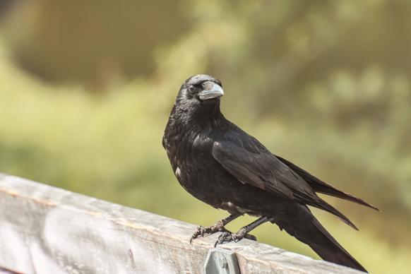 wildlife picture perching crow closeup 