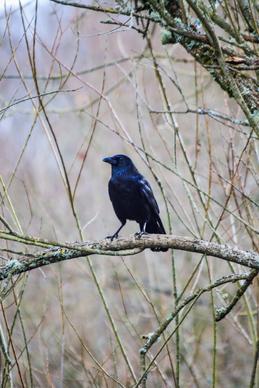 wildlife picture perching crow scene