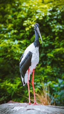 wildlife picture perching stork scene