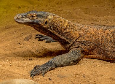 wildlife picture realistic closeup komodo dragon