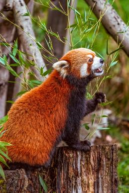 wildlife picture red panda closeup