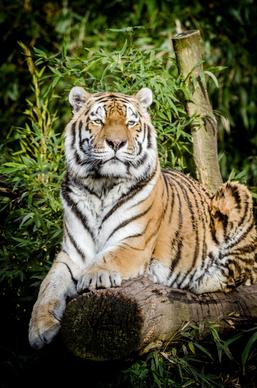 wildlife picture relaxing tiger scene 