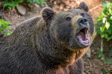 wildlife picture roaring bear scene