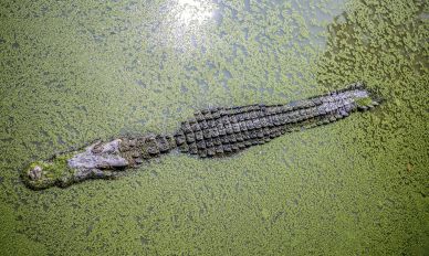 wildlife picture swimming crocodile high view