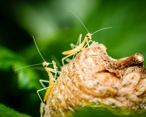 wildlife scenic picture closeup mantises trunk