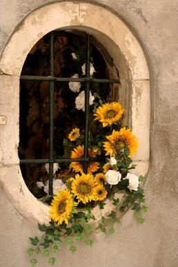 window flowers plant