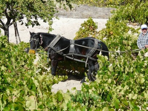wine vineyard management