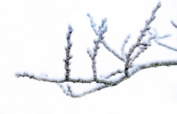 winter branch