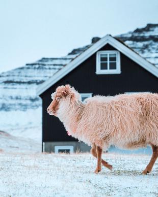 winter farm picture snow sheep house scene
