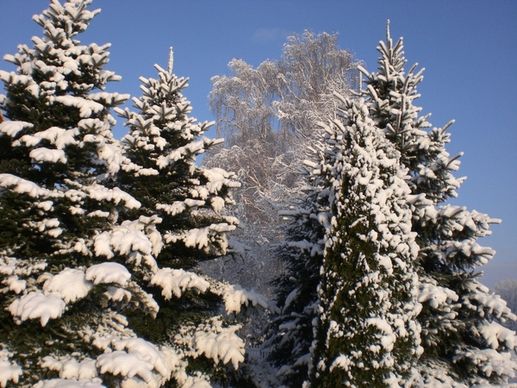 winter frost winter magic