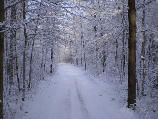 winter landscape
