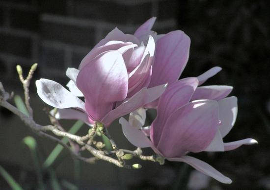 winter magnolia