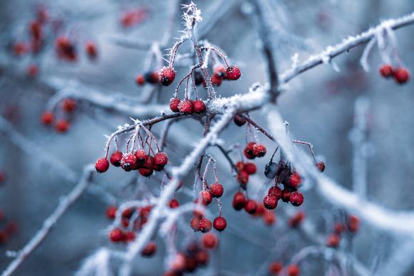 winter nature picture frozen fruits branch closeup 