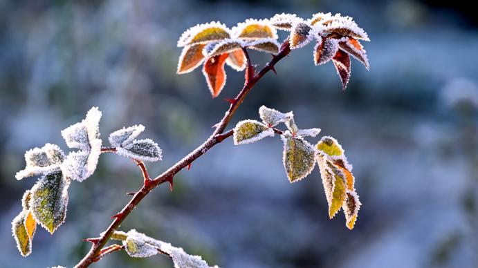 winter picture frozen snowy leaves branch closeup 