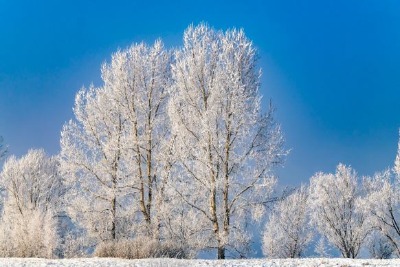 winter scene picture frozen trees 