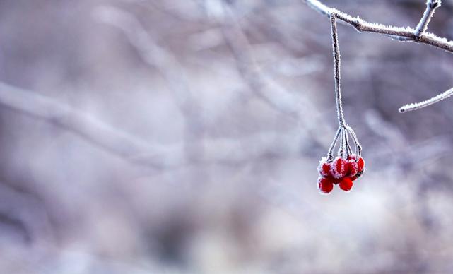 winter scenery picture closeup blurred frozen fruit