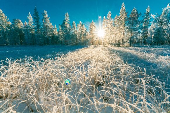 winter scenery picture elegant sunlight frozen trees