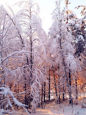 winter scenery picture frozen snowy forest scene 
